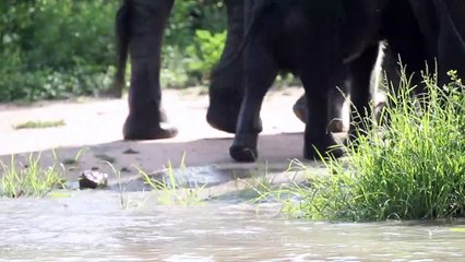 LIONS, LEOPARDS and ELEPHANTS