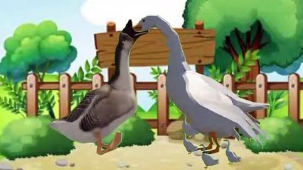 Induk angsanya marah ketika anaknya diganggu