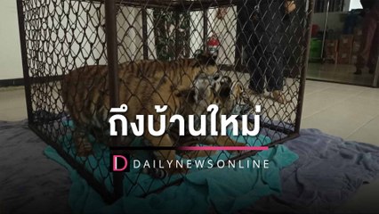 ลุล่วง 3 ลูก เสือโคร่ง ถึงบ้านใหม่แล้ว ปลอดภัยทุกตัว กินนมได้ร่าเริงปกติ| HOTSHOT เดลินิวส์ 18/01/66