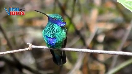 Sparkling Violetear (Colibri coruscans) | Nature is Amazing | Viral Videos