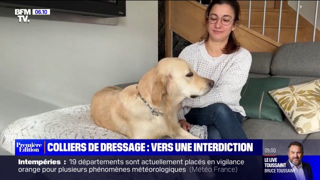 L'Assemblée nationale vote l'interdiction des colliers de dressage pour chiens et chats