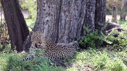 The SPLIT ROCK Male, LION CUBS and BIRDS