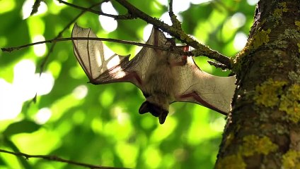 आखिर ! चमगादड़ उल्टा लटकर ही क्यों  सोते हैं_ Why do bats hang upside down_ _ @enlightner