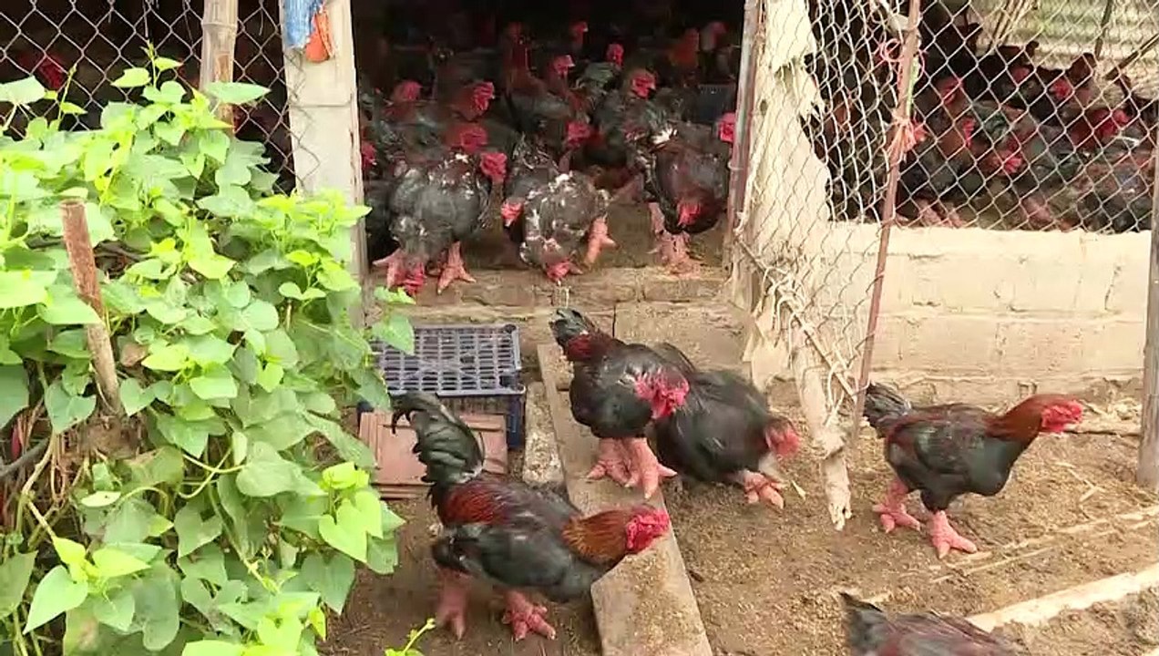 Auf großem Fuß: Drachenhühner als Delikatesse zum Neujahrsfest