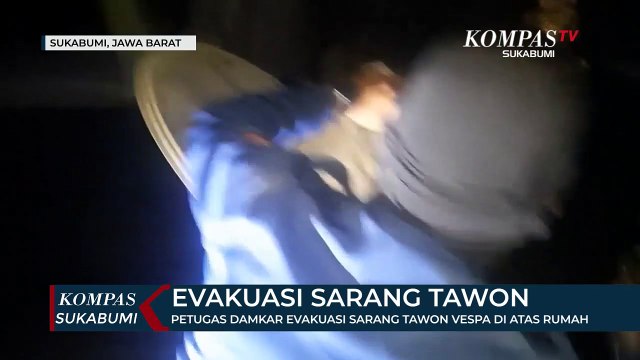 Petugas Damkar Evakuasi Sarang Tawon Vespa Di Atas Rumah Warga