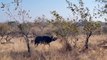 3 LIONESSES bring down BUFFALO BULL.  NOT FOR SENSITIVE VIEWERS