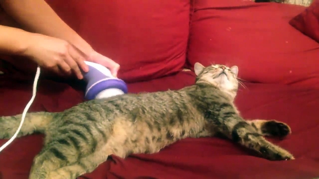 Funny cat massage