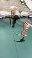 Learn How to catch a fish | tiger catch fish | tiger | tiger fish | tiger attack video 2023 | tiger