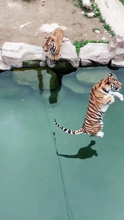 Learn How to catch a fish | tiger catch fish | tiger | tiger fish | tiger attack video 2023 | tiger