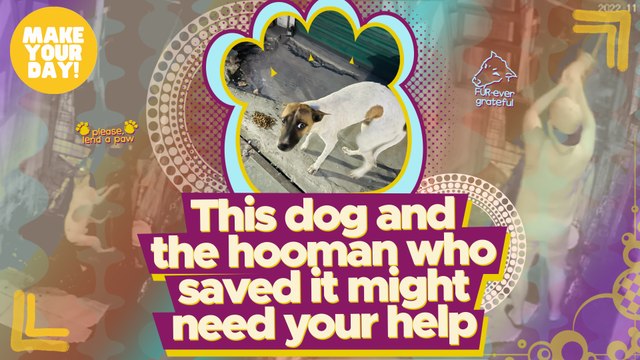 This dog and the hooman who saved it might need your help | Make Your Day