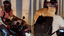 Two cats spotted casually enjoying motorcycle ride through Indian city