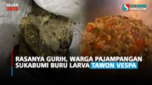 Rasanya Gurih, Warga Pajampangan Sukabumi Buru Larva Tawon Vespa