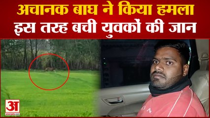 Pilibhit News : जंगल से गुजर रहे थे बाइक सवार, अचानक सामने आ गया बाघ, ऐसे बची तीन युवकों की जान