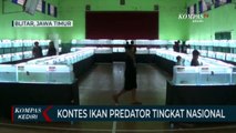 Ratusan Ekor Ikan Cana Beradu Kecantikan di Kontes Tingkat Nasional