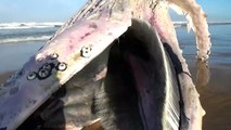 Une baleine s'est échouée ce 18 janvier 2023 sur une plage de Vielle Saint Girons.