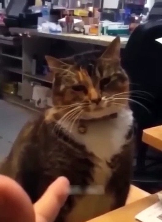 funny animals