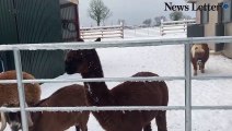Animals enjoy the snow