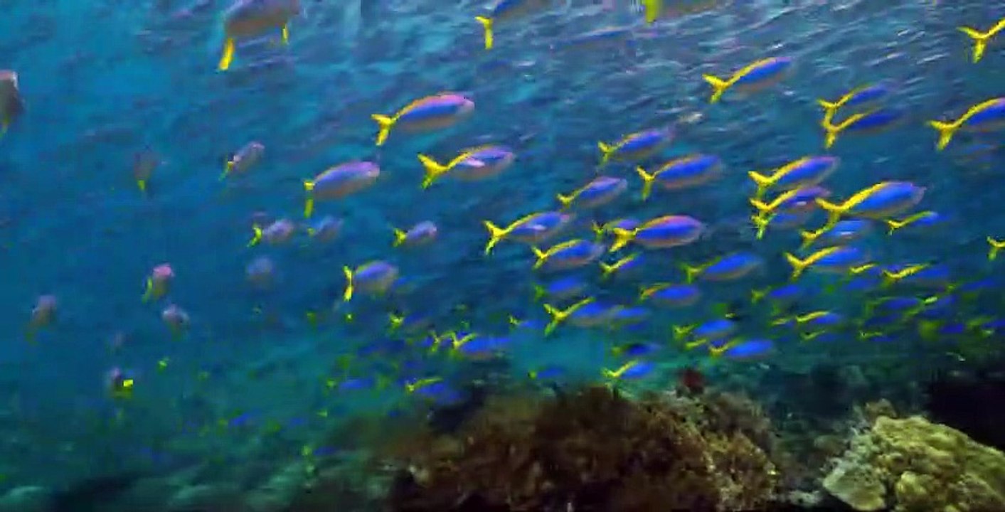 Our Planet S01 E01