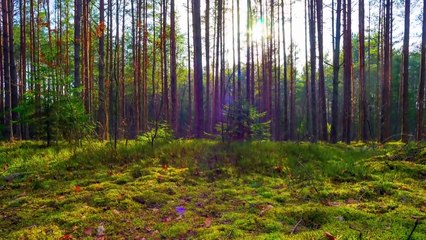 Beautiful Piano Music - Soothing Piano Music For Stress Relief, Healing, Peaceful Relaxation