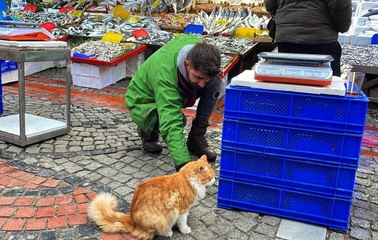 Edirne Balık Pazarı'nın müdavimi sevimli kedi Limon hamsi müptelası oldu