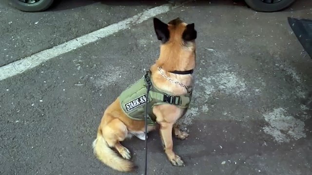 Em Santa Helena BPFRON apreende droga, arma, munições e recupera veículo roubado