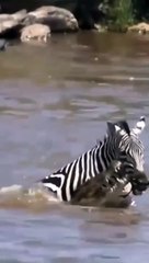 Un zèbre n'a pas peur de se battre avec des crocodiles pour sauver sa peau