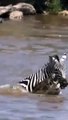 Un zèbre n'a pas peur de se battre avec des crocodiles pour sauver sa peau