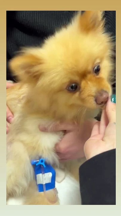 Veronika Loubry a donné des nouvelles du chien de sa fille Thylane Blondeau.