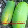 Papaya (Carica papaya) is a fruit that is rich in nutrients and has several health benefits, including