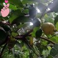 Psidium guajava, or better known as guava is a fruit plant originating from Central and South America. This plant can grow in a variety of climates, including tropical and subtropical climates.