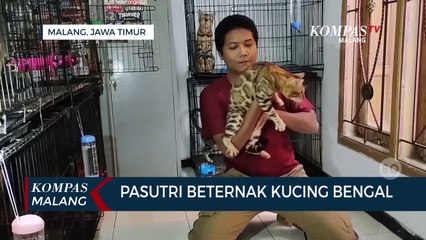 Pasutri di Malang Raup Untung Dari Beternak Kucing Bengal