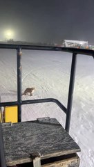 Chilly Fox Refuses To Move For Snow Plow
