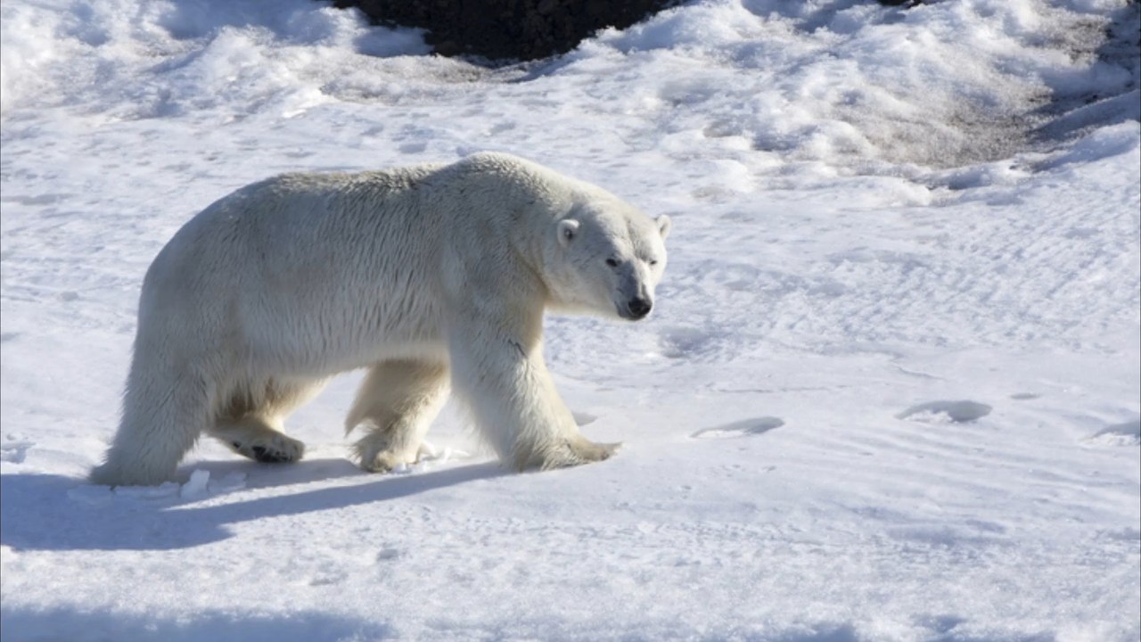 Alaska: Eisbär tötet zwei Menschen