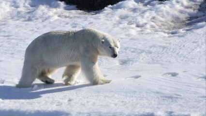 Alaska: Eisbär tötet zwei Menschen