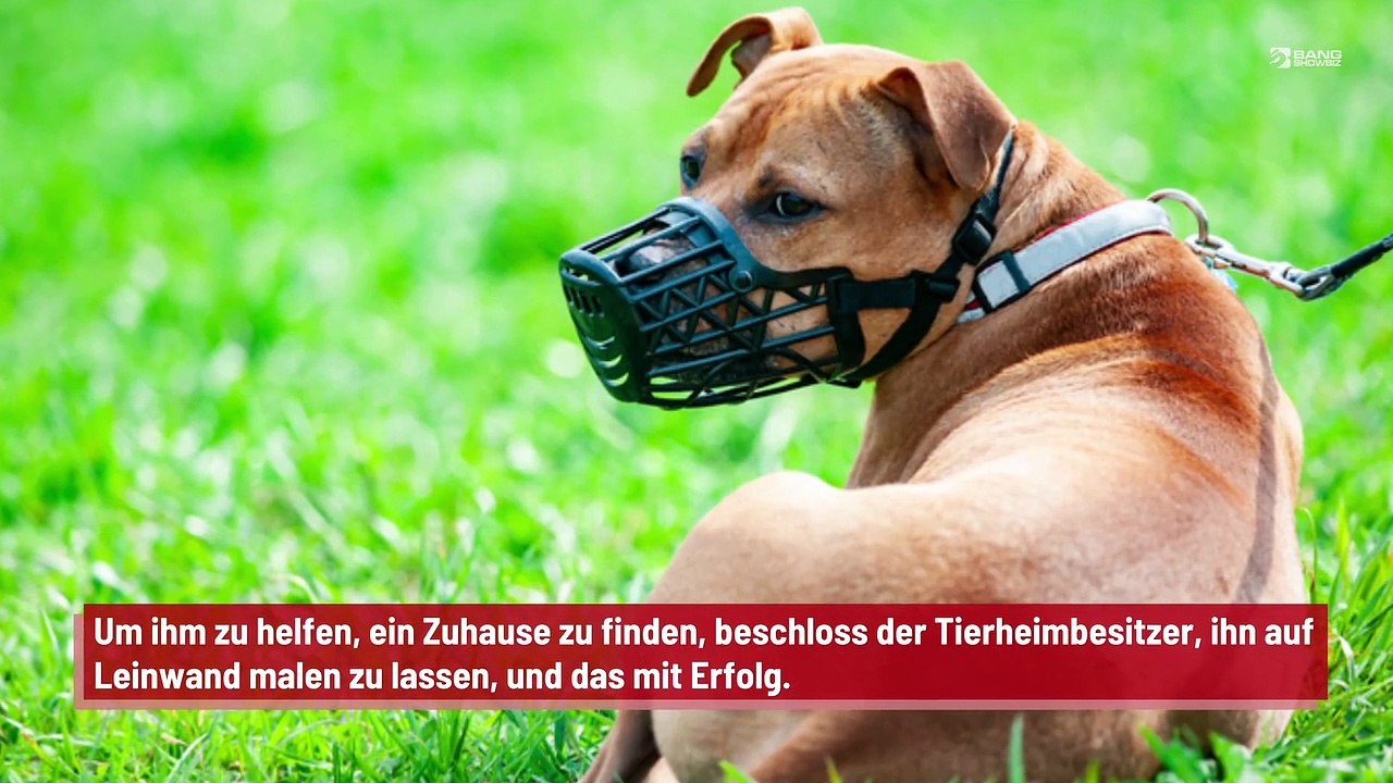 Hund namens Van Gogh beeindruckt das Internet