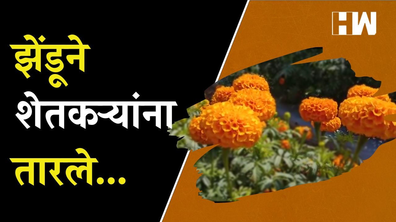 संगमनेर मधील शेतकऱ्यांना इतर पिकांनी रडवलं तर झेंडू पिकांने तारले | Sangamner Marigold Crop Farmers