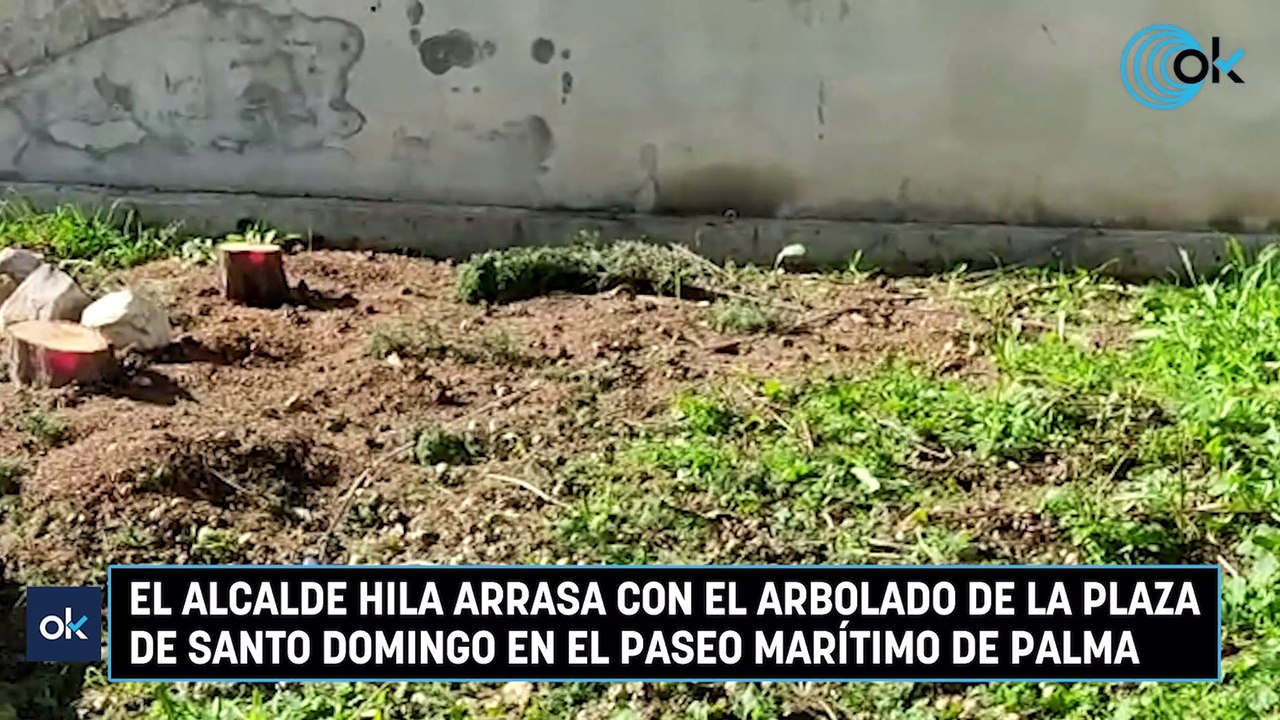 El alcalde Hila arrasa con el arbolado de la plaza de Santo Domingo en el Paseo Marítimo de Palma