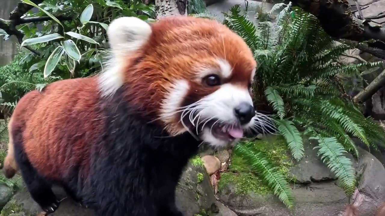 Elderly red panda enjoys an adorable ‘snack quest’ at his home in ...