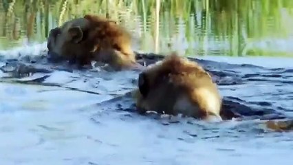 Buaya Makan Singa II Dunia Binatang