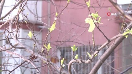 Sıcaklığın mevsim normallerinin üstünde olduğu Ankara'da erik ağacı çiçek açtı