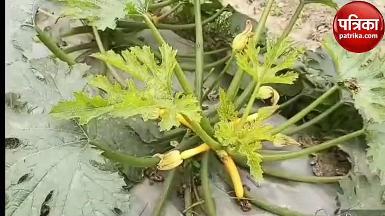 विदेशी कद्दू की खेती करके मुन्ना हो रहे मालामाल...