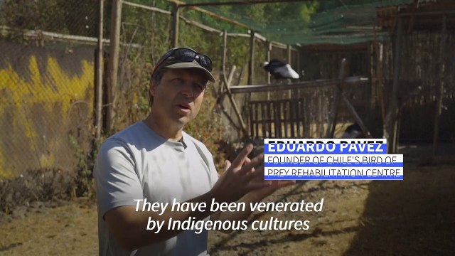 Chile prepares threatened Andean condor chicks for release into wild