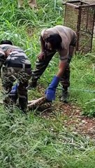 Snake Python at work place