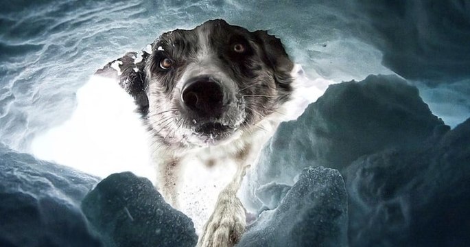 Voici les photographies récompensées au Dog Photography Awards 2022