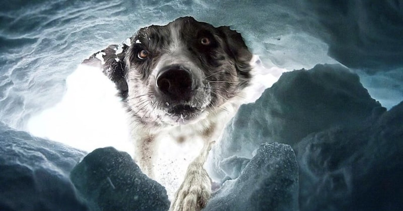 Voici les photographies récompensées au Dog Photography Awards 2022