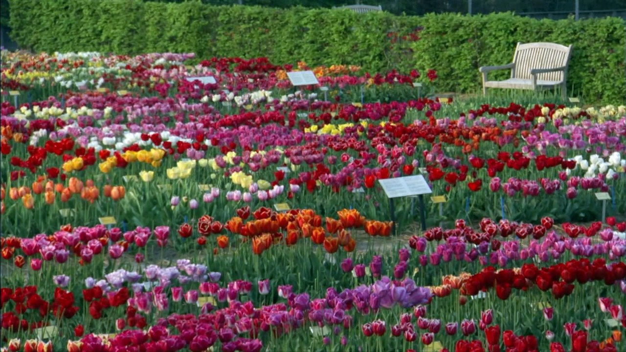 PBS The Botany of Desire_1of3 video Dailymotion