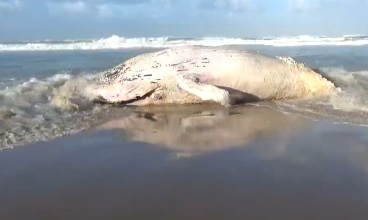 Une baleine échouée sur la plage de Vielle-St-Girons dans les Landes