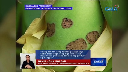 Mga taniman ng mangga, inatake ng peste; mga aanihing prutas, nabulok | Saksi