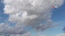 Manisa'da sığırcık kuşlarının dansı hayran bıraktı