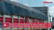 Manisa'da sığırcık kuşlarının dansı hayran bıraktı